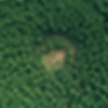 Aerial Perspective of Forest Resource Management An aerial view of a well-managed forest highlighting resource allocation