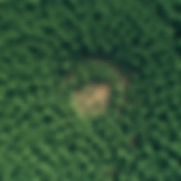 Aerial Perspective of Forest Resource Management An aerial view of a well-managed forest highlighting resource allocation